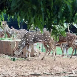 Bangladesh National Zoo - Dhaka