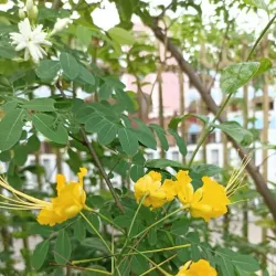 Feni District Museum - Feni