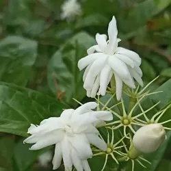 Feni District Museum - Feni