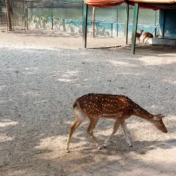 Khulna Zoo - Khulna