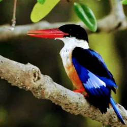 Shyamnagar Sundarbans Eco-tourism Spot - Khulna