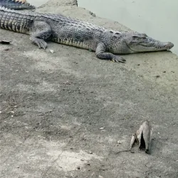 Shyamnagar Sundarbans Eco-tourism Spot - Khulna