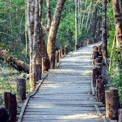 Sundarbans Mangrove Forest - Khulna