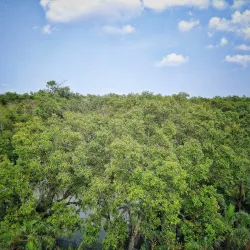 Sundarbans Mangrove Forest - Khulna