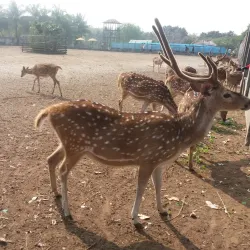 Sundarbans Mangrove Forest - Khulna