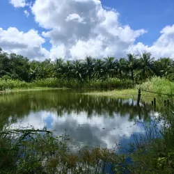 Sundarbans Mangrove Forest - Khulna