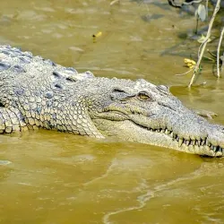 Sundarbans Mangrove Forest - Khulna