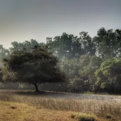 Sundarbans Mangrove Forest - Khulna
