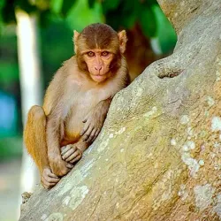 Sundarbans Mangrove Forest - Khulna