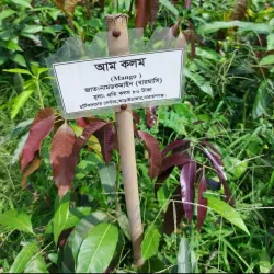 Madaripur Cultural Center - Madaripur