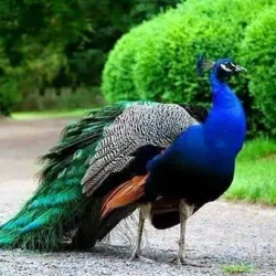 BSCIC Industrial Area - Narayanganj