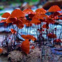 Kabirhat Upazila - Noakhali