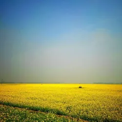 Chalan Beel Wetlands - Rajshahi