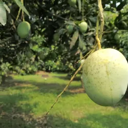 Mango Orchards - Rajshahi