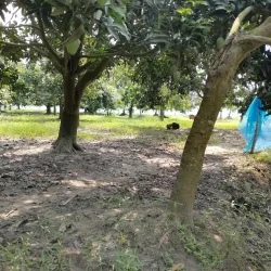 Mango Orchards - Rajshahi