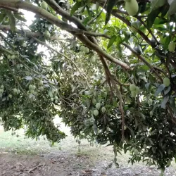 Mango Orchards - Rajshahi
