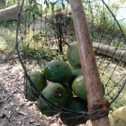 Mango Orchards - Rajshahi