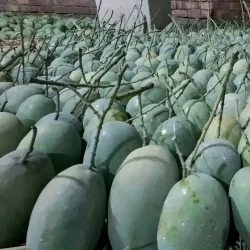 Mango Orchards - Rajshahi