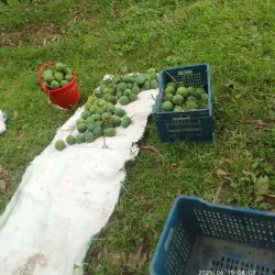 Mango Orchards - Rajshahi