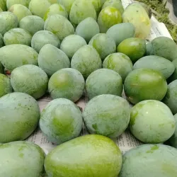 Mango Orchards - Rajshahi