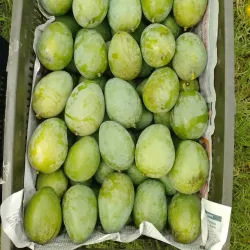 Mango Orchards - Rajshahi