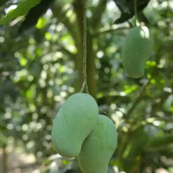 Mango Orchards - Rajshahi
