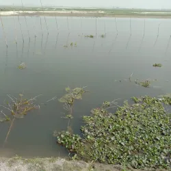 Kaunia Upazila - Rangpur