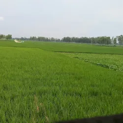 Kaunia Upazila - Rangpur