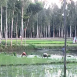 Mithapukur Upazila - Rangpur