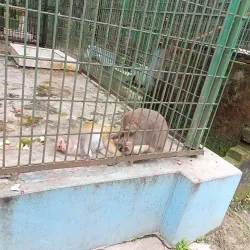 Rangpur Zoo - Rangpur