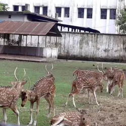 Rangpur Zoo - Rangpur