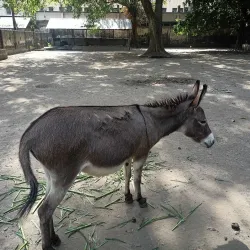 Rangpur Zoo - Rangpur