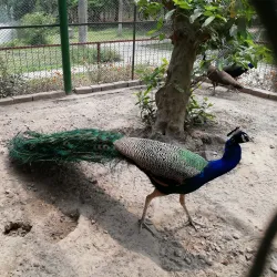 Rangpur Zoo - Rangpur