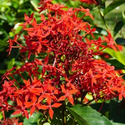 Kachari Bari - Saidpur