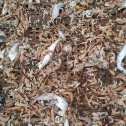 Dublar Char Island - Satkhira