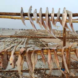 Dublar Char Island - Satkhira