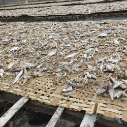 Dublar Char Island - Satkhira