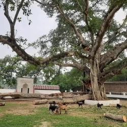 Kaliganj Upazila - Satkhira