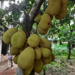 Kaliganj Upazila - Satkhira