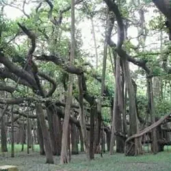 Kaliganj Upazila - Satkhira