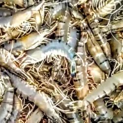 Satkhira Central Market - Satkhira