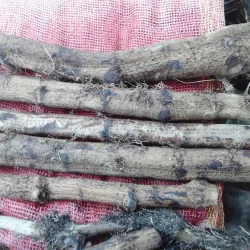 Satkhira Central Market - Satkhira