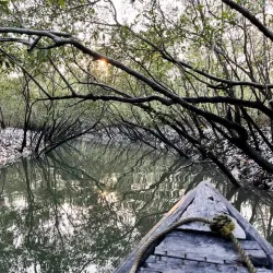 Sundarbans Mangrove Forest - Satkhira