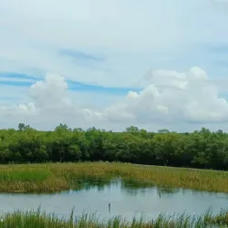 Sundarbans Mangrove Forest - Satkhira