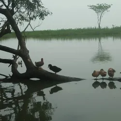 Dharampasha Haor - Sunamganj