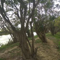 Tanguar Haor - Sunamganj