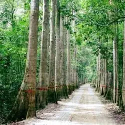 Lawachara National Park - Sylhet