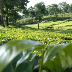 Tea Gardens of Sylhet - Sylhet