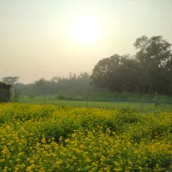 Nagarpur Upazila - Tangail