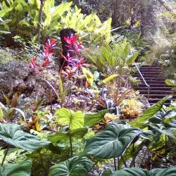 Andromeda Botanic Gardens - Alexandra